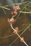 Potamogeton pectinatus. Соплодие. Архангельская обл., Вельский р-н, окр. пос. Усть-Шоноша, р. Вель. 11.07.2011.