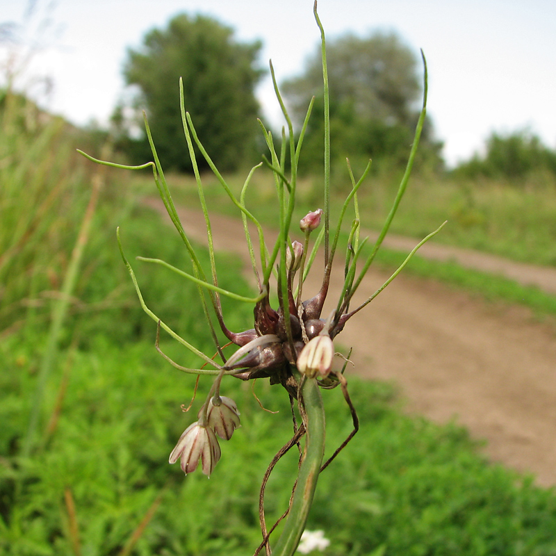 Изображение особи Allium oleraceum.