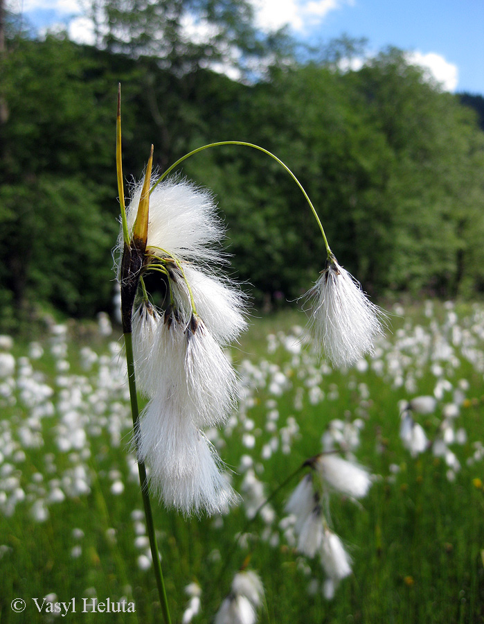 Image of Eriophorum latifolium specimen.