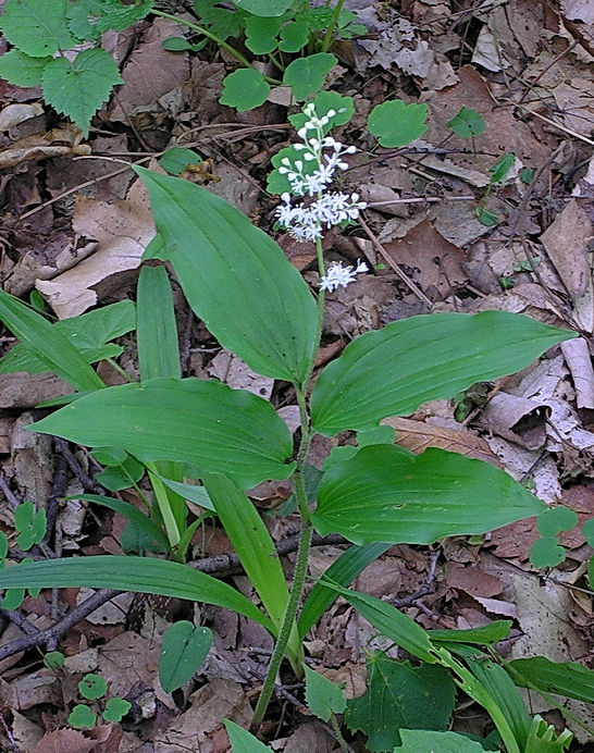 Image of Smilacina hirta specimen.