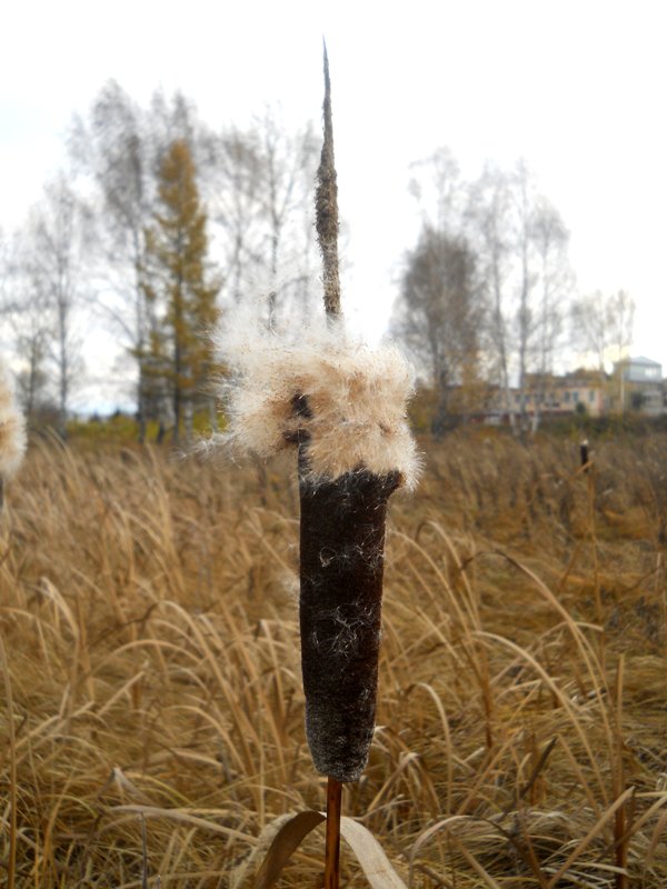 Изображение особи Typha latifolia.