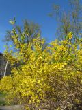 Forsythia &times; intermedia