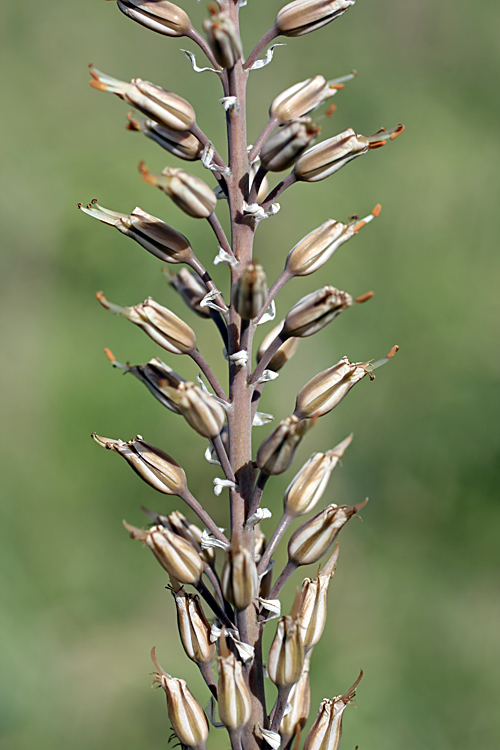 Изображение особи Eremurus comosus.