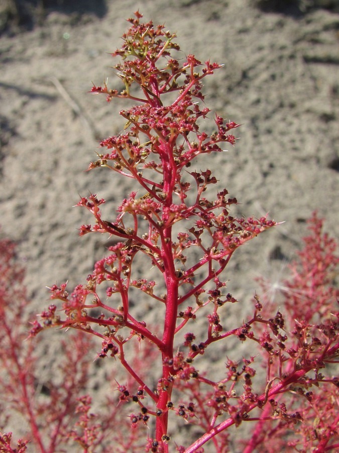 Изображение особи Teloxys aristata.