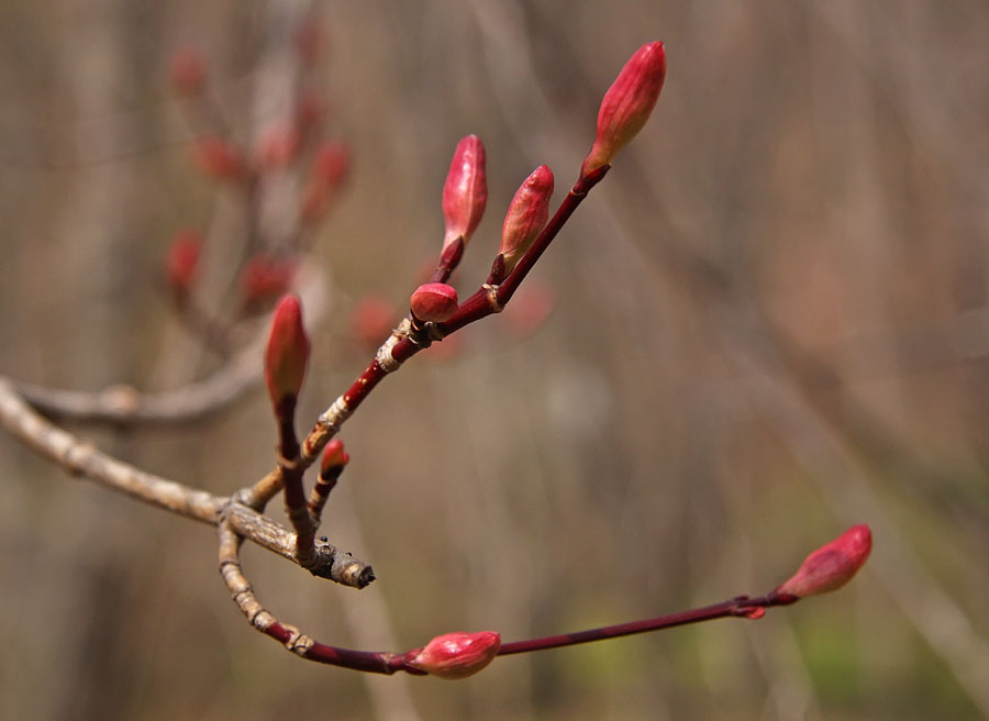 Image of Acer komarovii specimen.