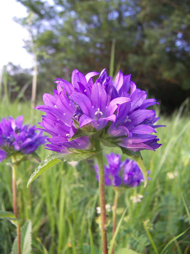 Image of Campanula maleevii specimen.
