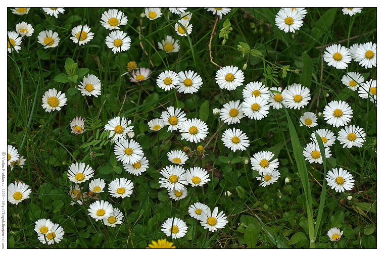 Image of Bellis perennis specimen.