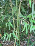 Phyllostachys viridis. Нижние части побегов. Южный Берег Крыма, Артек, в культуре. 14 июля 2010 г.