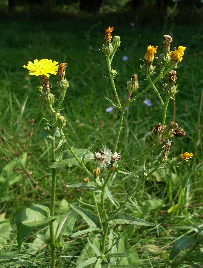 Image of Picris hieracioides specimen.