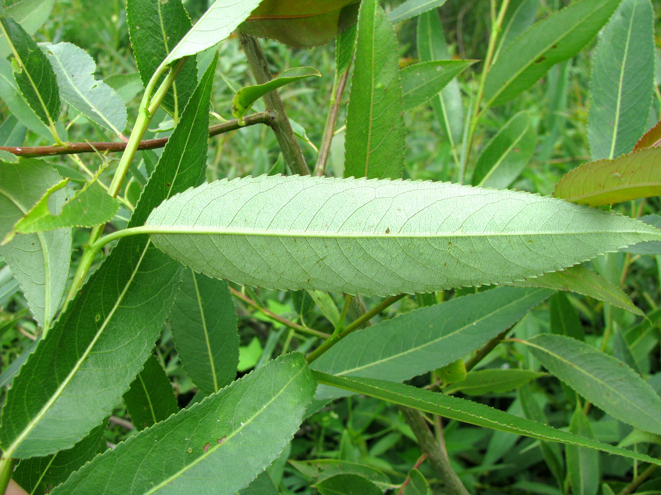 Image of Salix × meyeriana specimen.