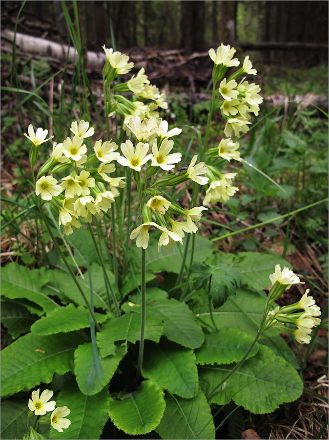 Image of Primula elatior specimen.