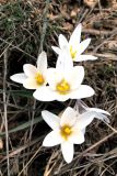 Crocus alatavicus