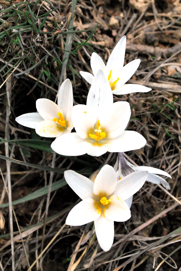 Изображение особи Crocus alatavicus.