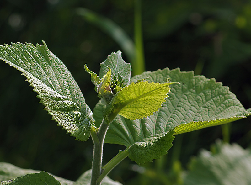 Изображение особи Telekia speciosa.