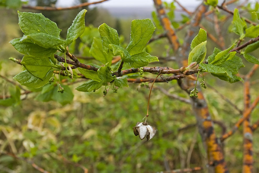 Изображение особи Euonymus sachalinensis.