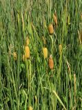 Typha laxmannii