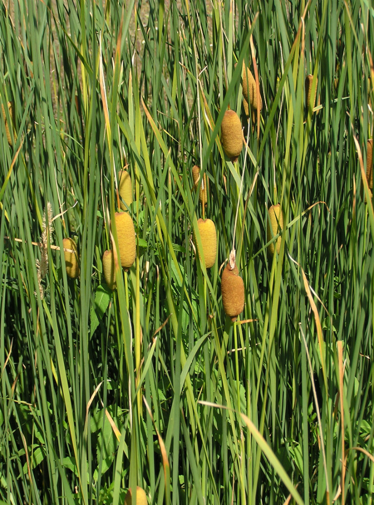 Изображение особи Typha laxmannii.