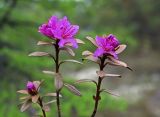 Rhododendron parvifolium. Верхушки побегов с цветками. Сахалин, Северо-Сахалинская равн., р. Вал, заболоченное лиственичное редколесье. 22.06.2011.