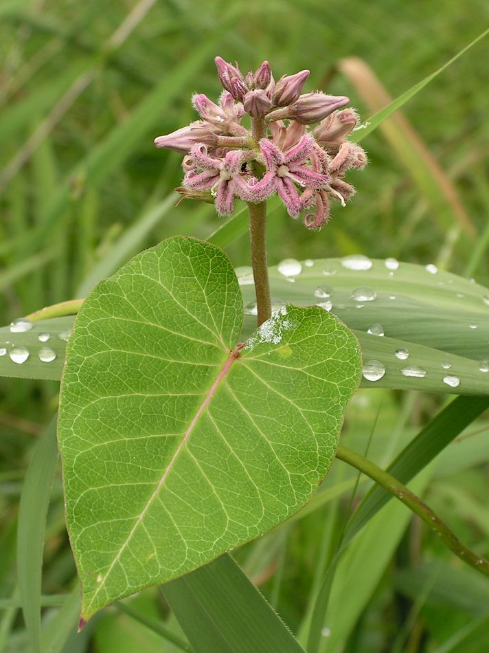 Image of Metaplexis japonica specimen.