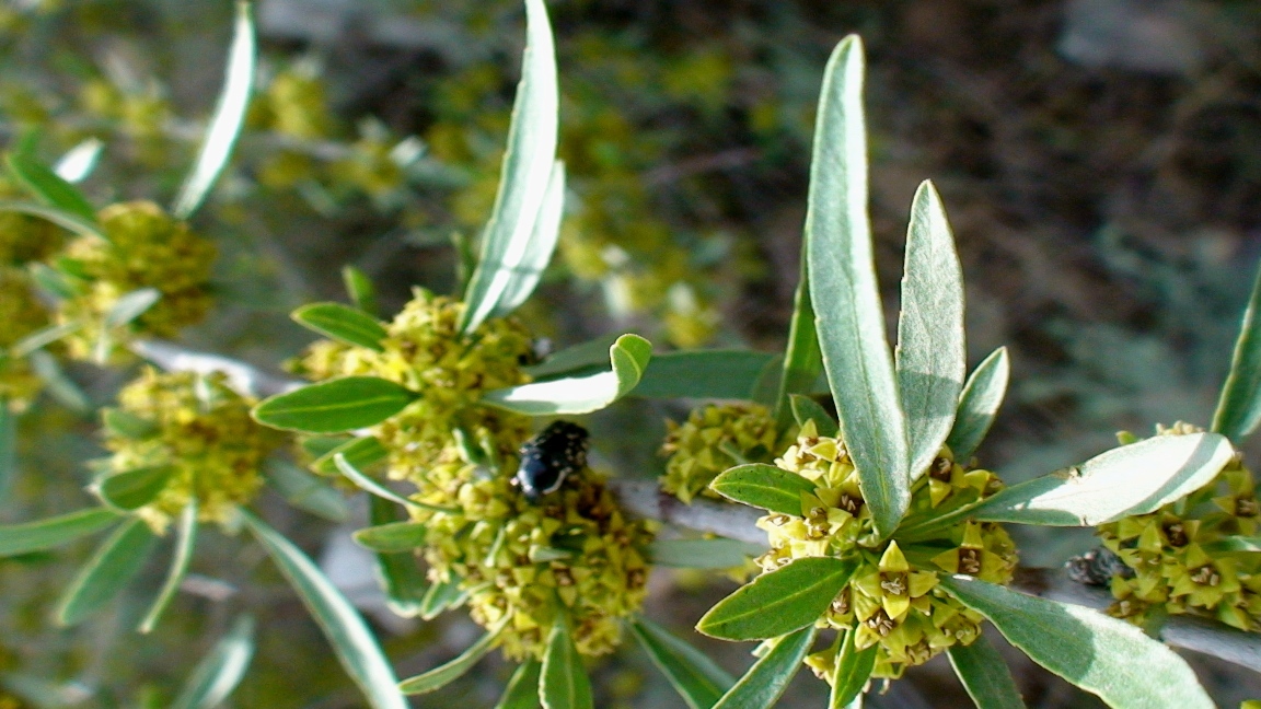 Image of Rhamnus erythroxyloides specimen.