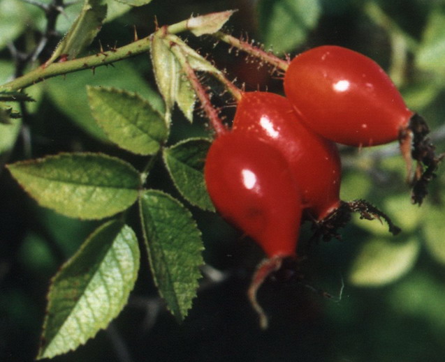 Image of Rosa rubiginosa specimen.