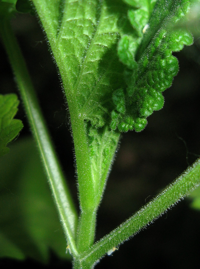 Изображение особи Scrophularia scopolii.