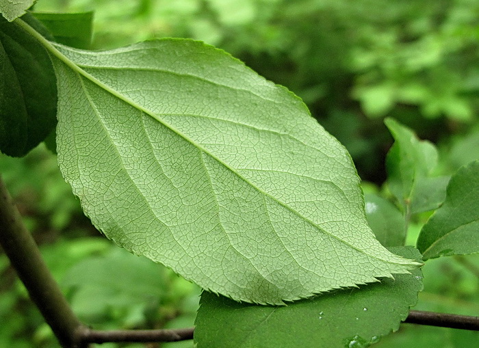 Image of Malus mandshurica specimen.