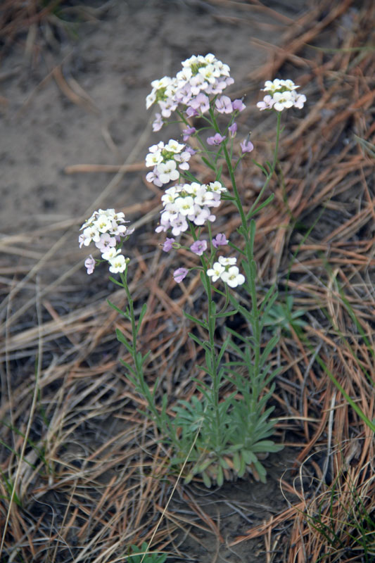 Изображение особи Stevenia incarnata.