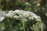 Pimpinella peregrina