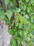 Parthenocissus quinquefolia