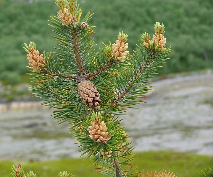 Женская шишка хвойных. Pinus friesiana. Pinus Sylvestris шишка. Pinus Sylvestris var. Lapponica. Pinus Sylvestris хвоя.