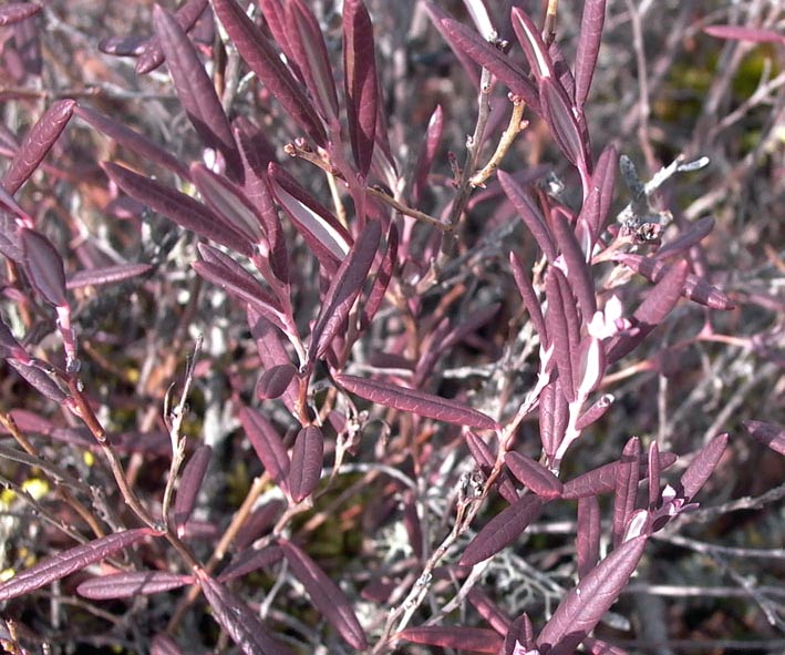 Image of Andromeda polifolia specimen.