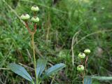 Chimaphila umbellata