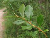 Salix starkeana. Верхушка побега. Архангельская обл., Вельский р-н, вблизи лесной дороги. 09.08.2012.