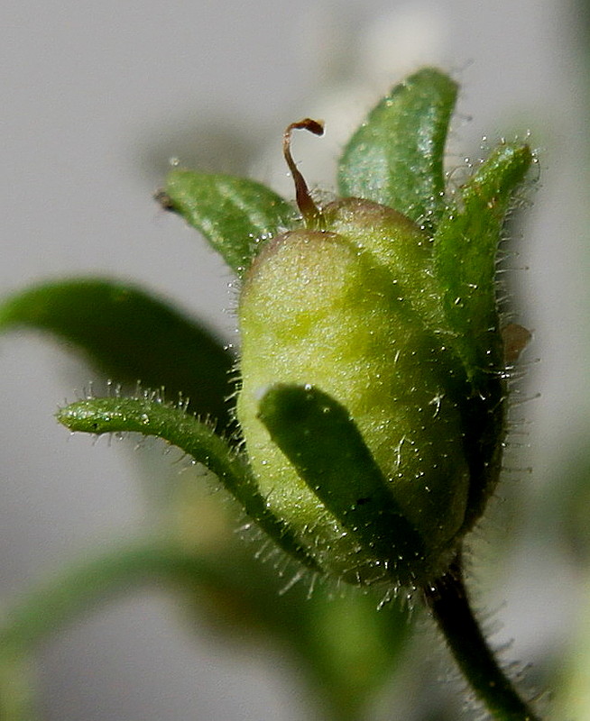 Image of Chaenorhinum minus specimen.