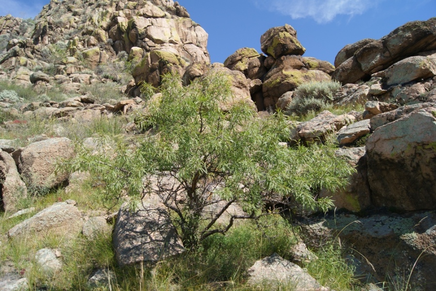 Image of Rhamnus erythroxylon specimen.