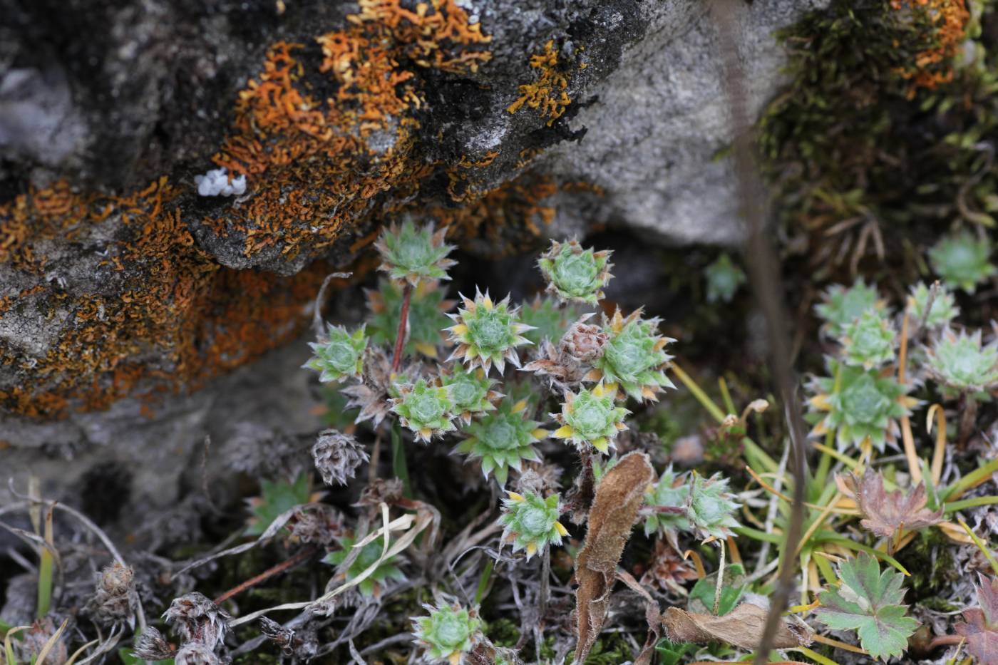 Image of Androsace barbulata specimen.