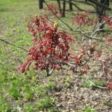 Acer rubrum
