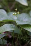 Maianthemum bifolium