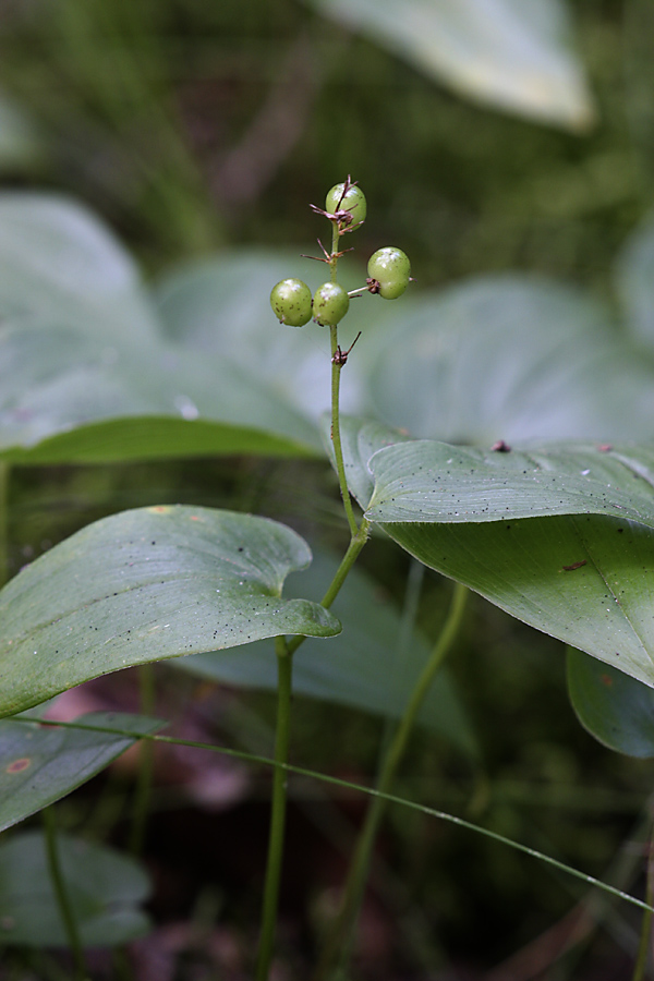 Изображение особи Maianthemum bifolium.