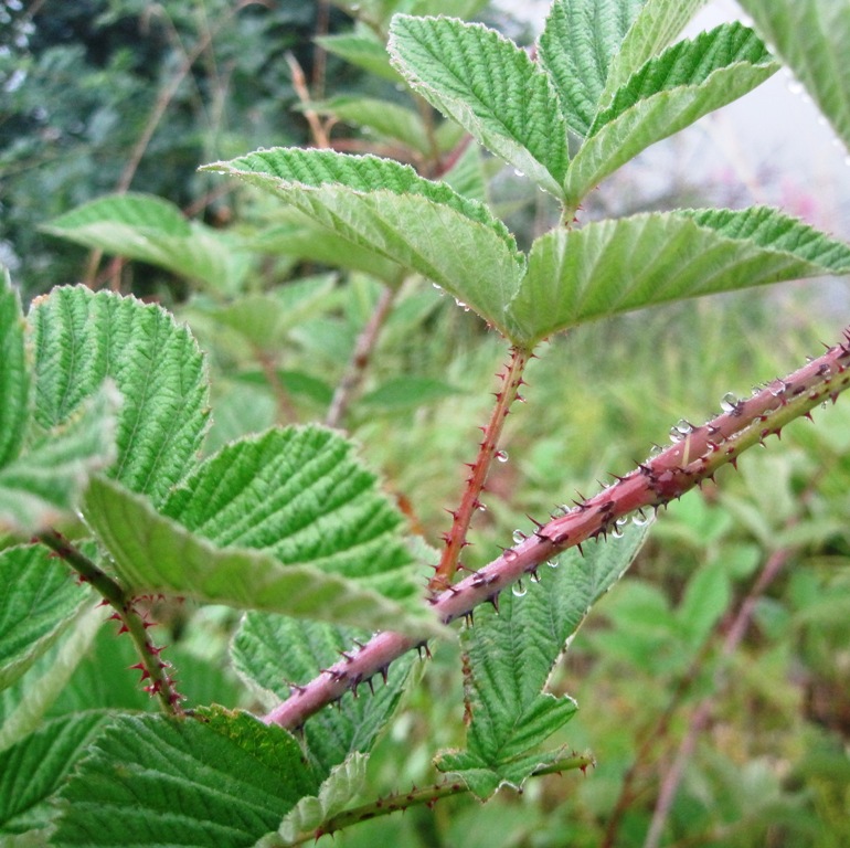 Image of Rubus idaeus specimen.