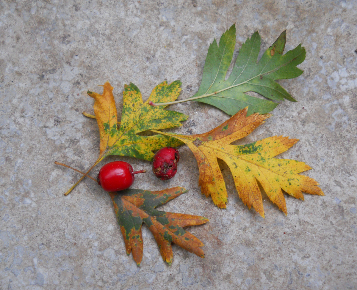 Изображение особи Crataegus stevenii.