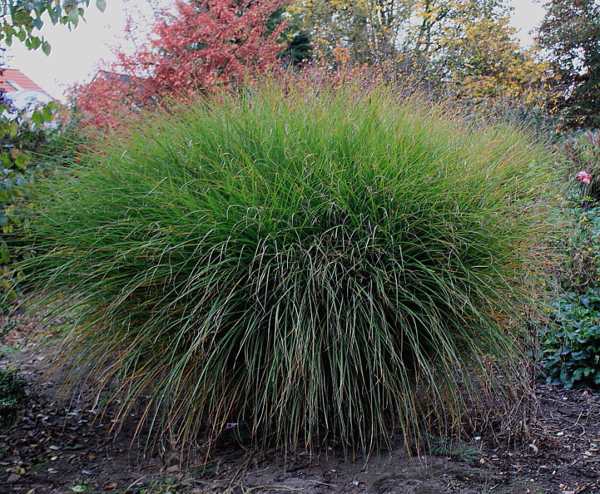 Изображение особи Miscanthus sinensis.