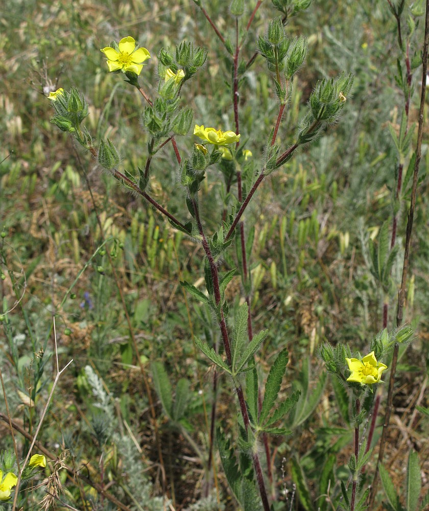 Image of Potentilla obscura specimen.