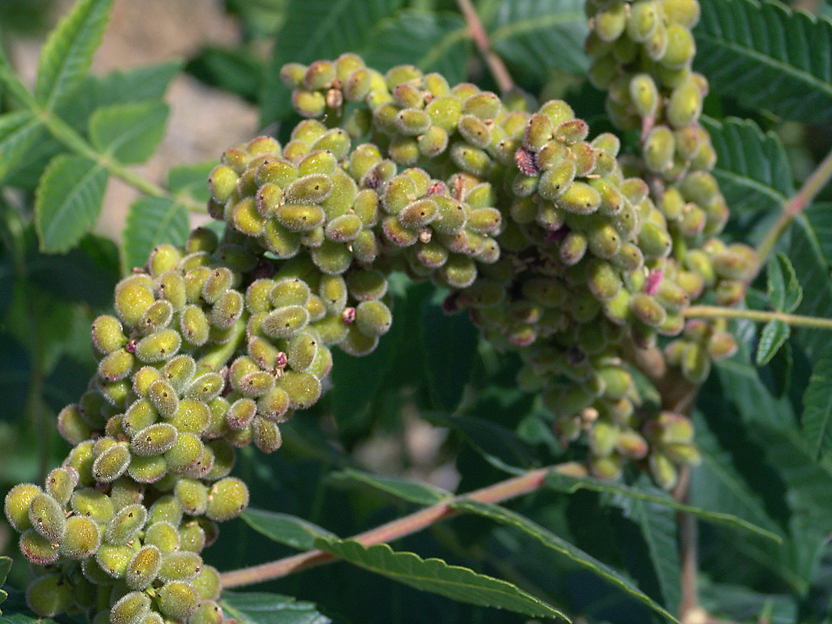 Image of Rhus coriaria specimen.