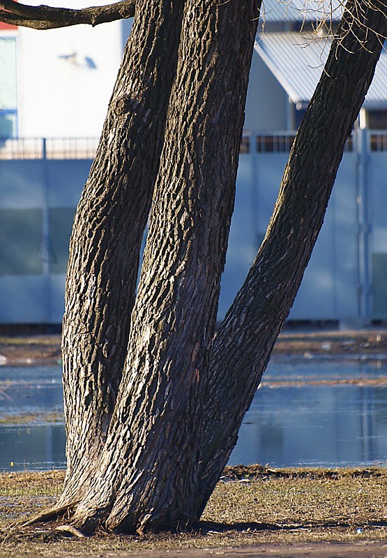 Image of Salix euxina specimen.