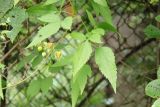 Clematis serratifolia