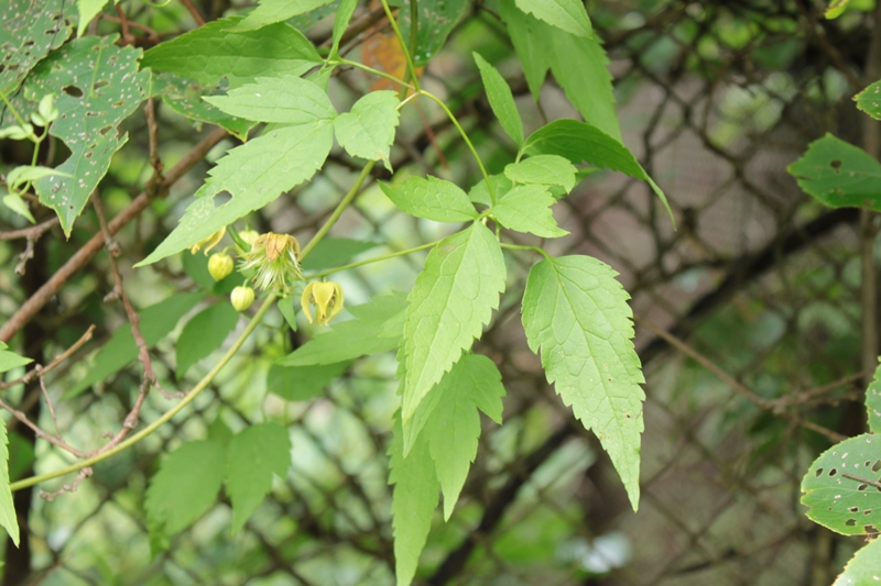 Image of Clematis serratifolia specimen.