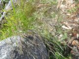 Agrostis clavata