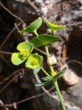 Euphorbia terracina. Верхушка побега с соцветием. Испания, автономное сообщество Каталония, провинция Барселона, монастырь Монтсеррат, склон горы. 09.07.2012.